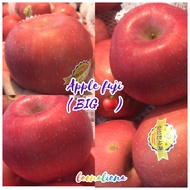 1 PCS APPLE FUJI MERAH /RED FUJI APPLE ( BESAR/BIG)