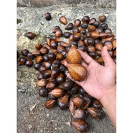 Paket 2kg Buah Salak Pondoh Fresh Salak Pondoh Manis Asli Banjarnegara Grade ABC