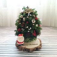 【松果聖誕樹】交換禮物/永生雪松/松果聖誕樹
