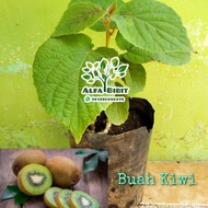 Bibit Tanaman Buah kiwi