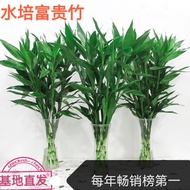 Plants that are truly alive 活着的植物Fugui Bamboo Hydroponic Plant Bonsai Green Plant Flower Indoor Flow