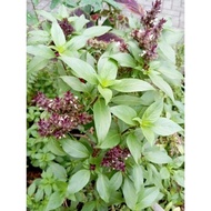 Thai basil Leaves Fresh Spices Cuisine