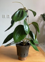 Hoya Latifolia 大葉品種毬蘭