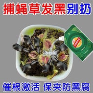 Special Nutrient Liquid for Flytrap Insectivorous Plants Insectivorous Mosquitoes Flower Leaves Blac
