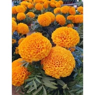 10 packs of dwarf orange marigold seeds 500 seeds 1 pack