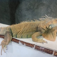 iguana green jumbo betina 130cm