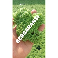 Azolla seeds + azola micropleria (1kg)