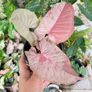 Tanaman hias Syngonium Pink Spot - Syngonium Pink - Spot syngonium