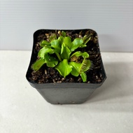 Venus flytrap (7cm pot)