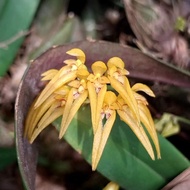 Orchid Bulbophyllum taeniophyllum