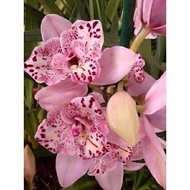 Anggrek Dendrobium Pink Princess / Bunga Anggrek hidup/ Tanam