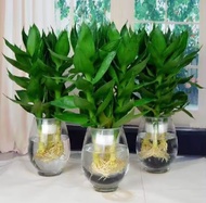 Paket isi 3 pohon guanyin bambu keberuntungan - Tanaman hias hidup bambu hoki guanyin