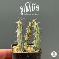 รวมยูโฟเบีย Mix Euphorbia แคคตัส กระบองเพชร ไม้อวบน้ำ cactus&amp;succulent