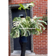 (preorder)RAREPLANT monstera Deliciosa Albo Variegata BigFormTrueForm