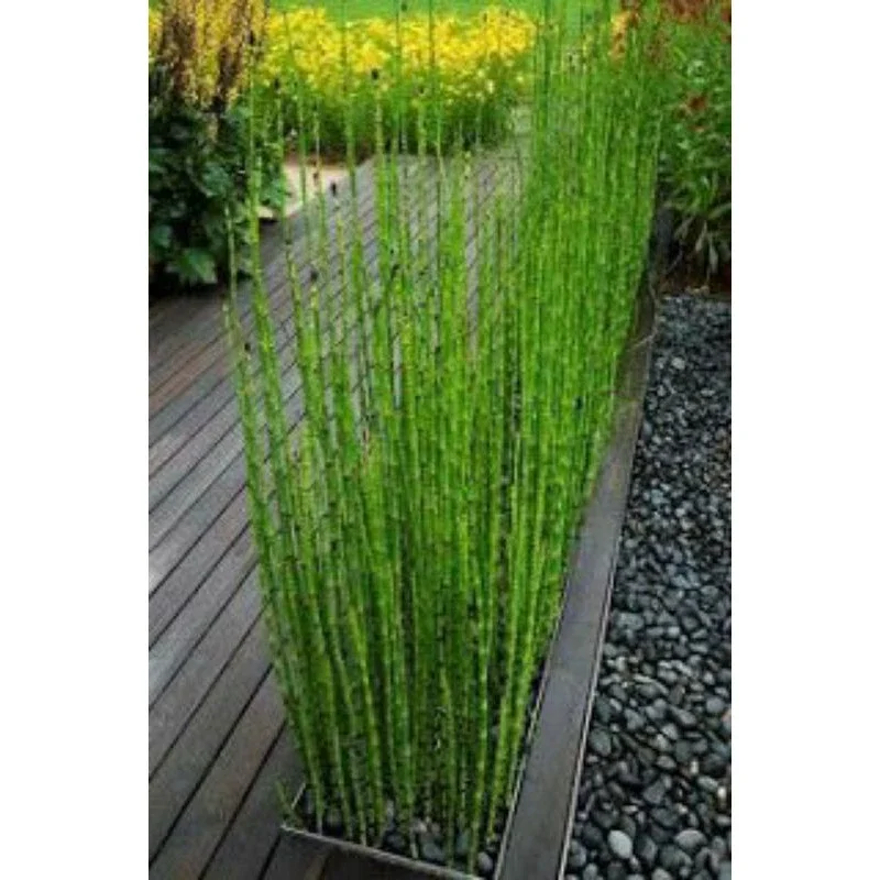 ( GRATIS ONGKIR ) PAKET 20 TANAMAN HIAS BAMBU AIR/TANAMAN PAGAR BAMBU AIR