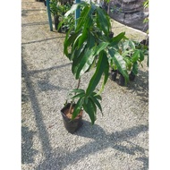 anak pokok mangga irwin purple