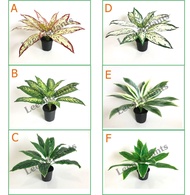 ต้นว่านมงคล เสมือนจริง สูง 40 ซม. ต้นไม้ปลอม ต้นไม้ประดิษฐ์ Leeartplants