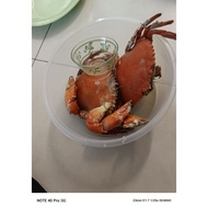 gambar ketam bakau saja