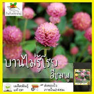 เมล็ดพันธุ์ บานไม่รู้โรย สีชมพู 200 เมล็ด Pink Gomphrena เมล็ดพันธุ์แท้ นำเข้าจากต่างประเทศ ปลูกผัก 