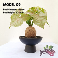 Kokedama Pot by LS Group