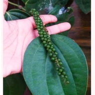 ♞,♘,♙Paminta Black Peppercorns seedlings Pamienta black pepper seedlings