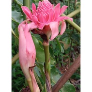 Rizom bunge kantan merah STOCKS