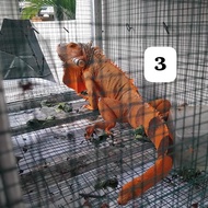 Hewan Iguana Jantan Super Red