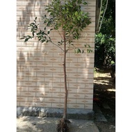 Pokok ara anak benih pokok ara beringin daun kecil, satu pokok menjadi hutan, empat musim pokok lans