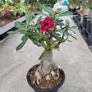 Happi Go 1 Pot Big Head Adenium / Bunga Kemboja Thailand 泰国大树头富贵花