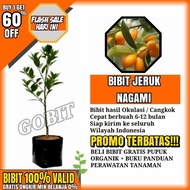 bibit buah jeruk nagami