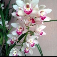 Anggrek cymbidium ( white pink ) rumpun