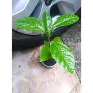 Panama Rose Gold Passion Fruit Tree 30cm± 巴拿马玫瑰香黄金百香果树苗