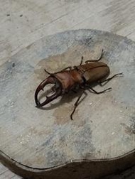 甲蟲 雞冠細身赤鍬形蟲-幼蟲