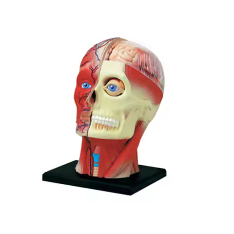 4D Master Humans Skeleton Anatomical Model Head Muscles Nerve Organs Model Teaching Study Assembling