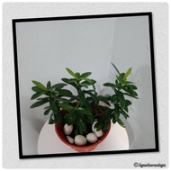 Anak Pokok Bunga Asoka / Ixora Bunga Merah / Jejarum