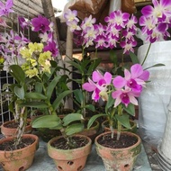 tanaman bunga anggrek hidup / anggrek dendro / anggrek ungu