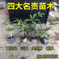 （预售）正宗金丝楠木树苗小叶紫檀树苗沉香树苗黄花梨树苗南方种植罗汉松