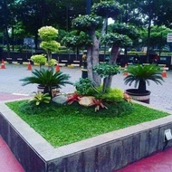 taman rumput +pohon bonsai +tanaman hias