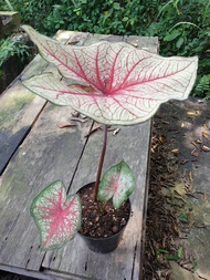 caladium sp