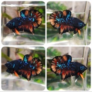 IKAN CUPANG HIAS AVATAR KALIMAYA NEMO TOP GRADE PREMIUM BETTA QUALITY