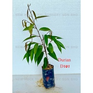 Benih Durian 101 (D168) Plant