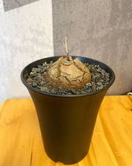 南非龜甲龍 約6cm