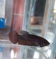 Wild betta mahachai blue / silver female ready breed. Betta fish / ikan laga