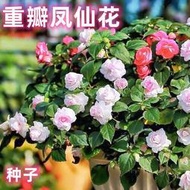 【多西多】非洲重瓣鳳仙花種子指甲花鳳仙茶花四季易活懶人花庭院陽臺盆栽