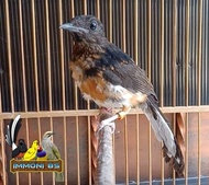 Burung Murai Batu Medan Trotol Jantan Trah Ekor Panjang Best Seller