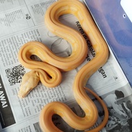 retic super tiger albino lavender