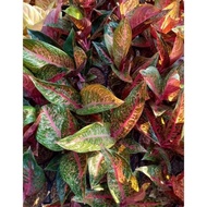 TIARA - ( TANAMAN HIAS AGLAONEMA / AGLONEMA ) STORED23