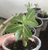 Anak Pokok Kemboja Rose / Bunga Kemboja / Adenium Desert Rose / Desert Rose / 富贵花幼苗