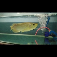 Arowana green pino