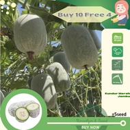 Biji Benih Kundur Merah Jambu Pink Winter Melon 粉皮冬瓜种子